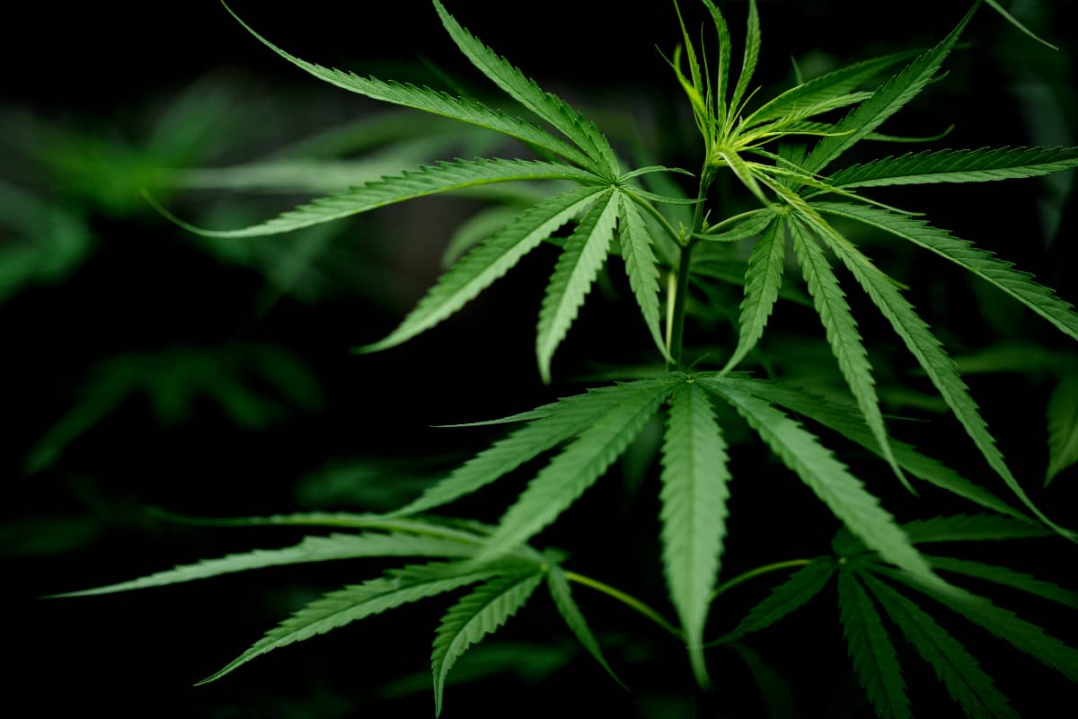 detalle-planta-cannabis